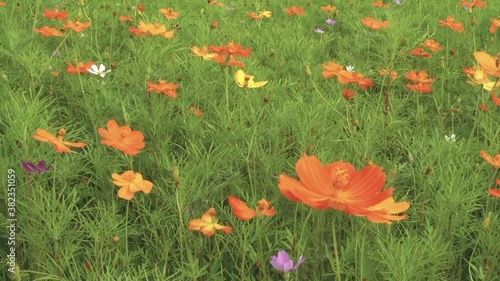 cosmos