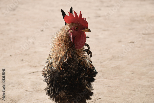 coq