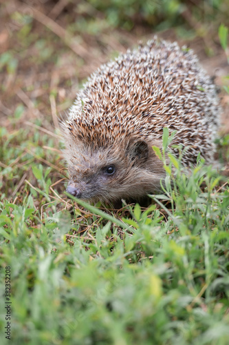 hedgehog on the grass.