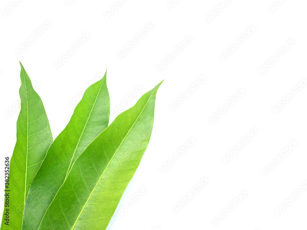 Obraz premium mango leaves isolated on white