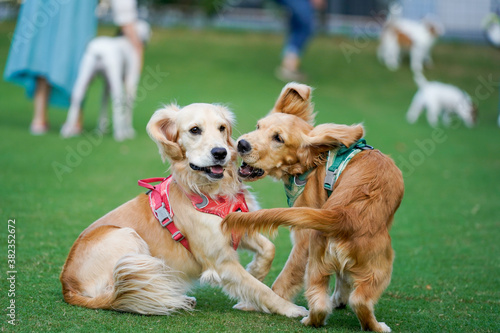 新横浜公園／ゴールデンレトニエル
