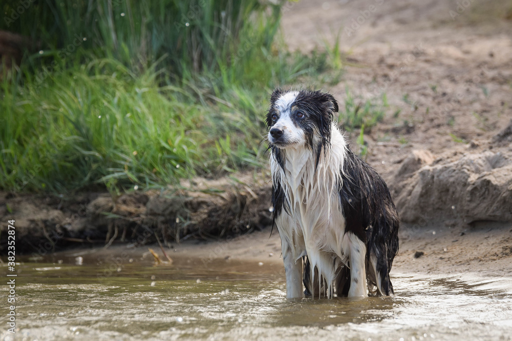 Obraz premium border collie dog is standing in the water. She is really good swimmer. She is waiting for her toy.