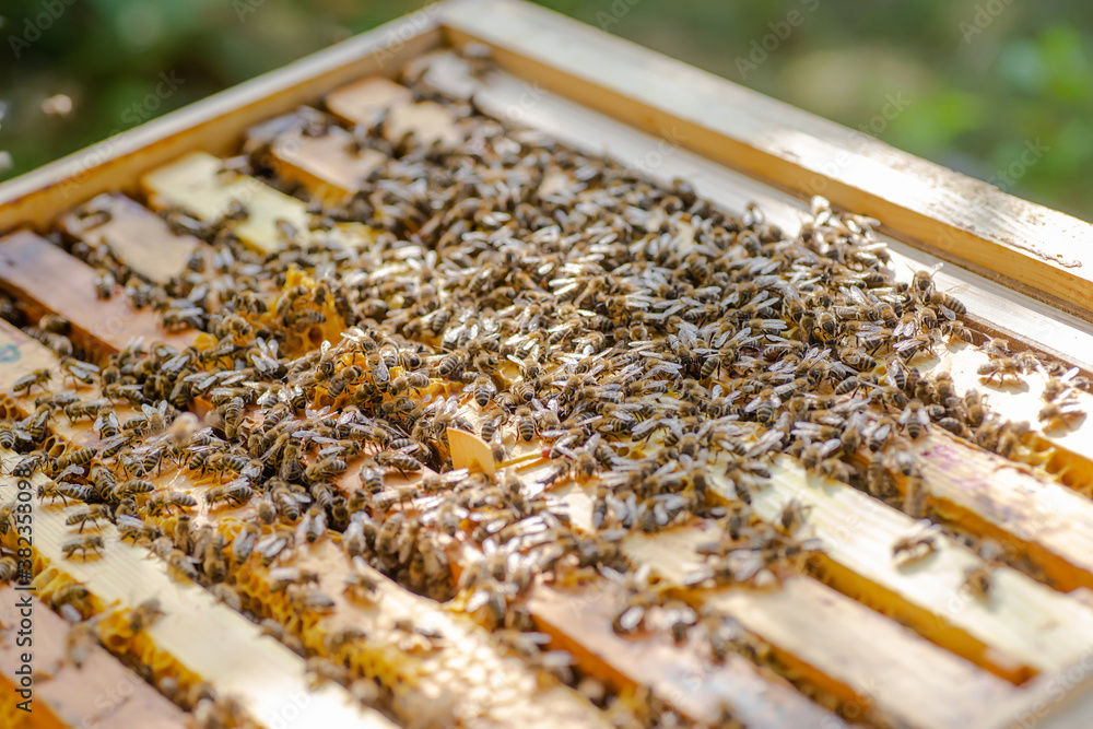 Frames of beehive. Close up view of opened hive body showing frames populated by honey bees. Nature, insects. Beekeeping, Frames of beehive. Close up view of opened hive body showing frames populated by honey bees. Nature, insects. Beekeeping,
