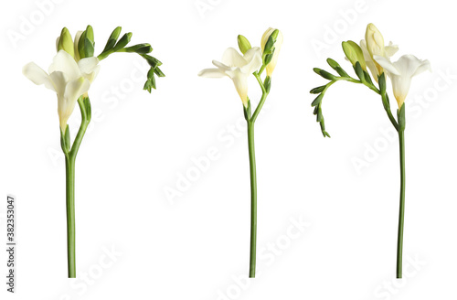 Set with beautiful fragrant freesia flowers on white background