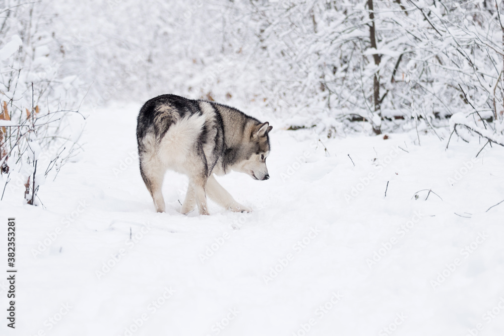 dog sniffs a trail in winter in the snow dog sniffs a trail in winter in the snow