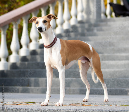 whippet, lesser english greyhound, stands against architecture background