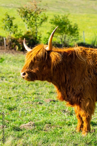 portrait of higland cow in pasture