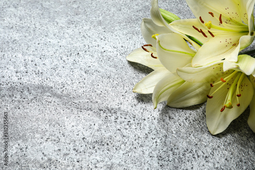 Fotografie Beautiful lily flowers on grey stone background, closeup