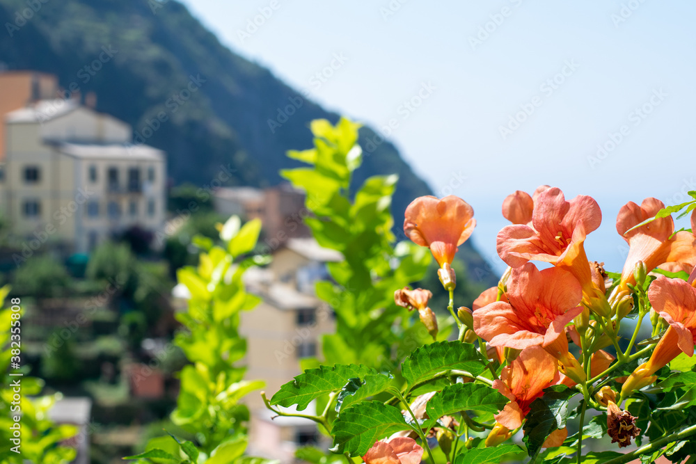 Foto Stock Amerikanische Klettertrompete (Campsis radicans) Toskana Cinque  Terre im Sommer | Adobe Stock