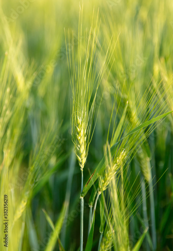 Green ears of wheat at sunset.