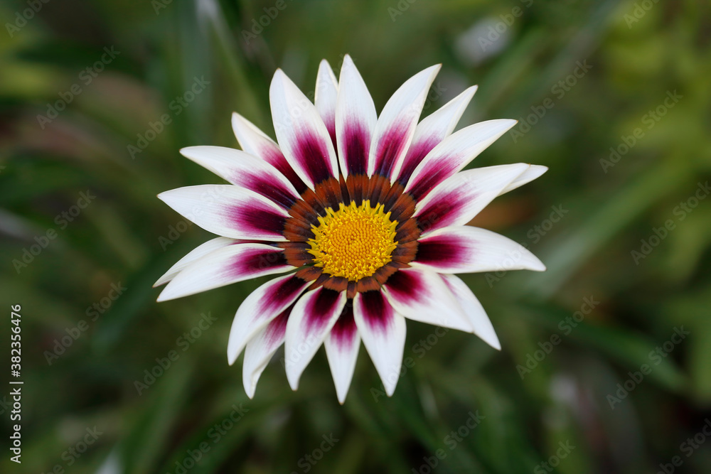 Obraz premium Colorful flowers in garden, spring