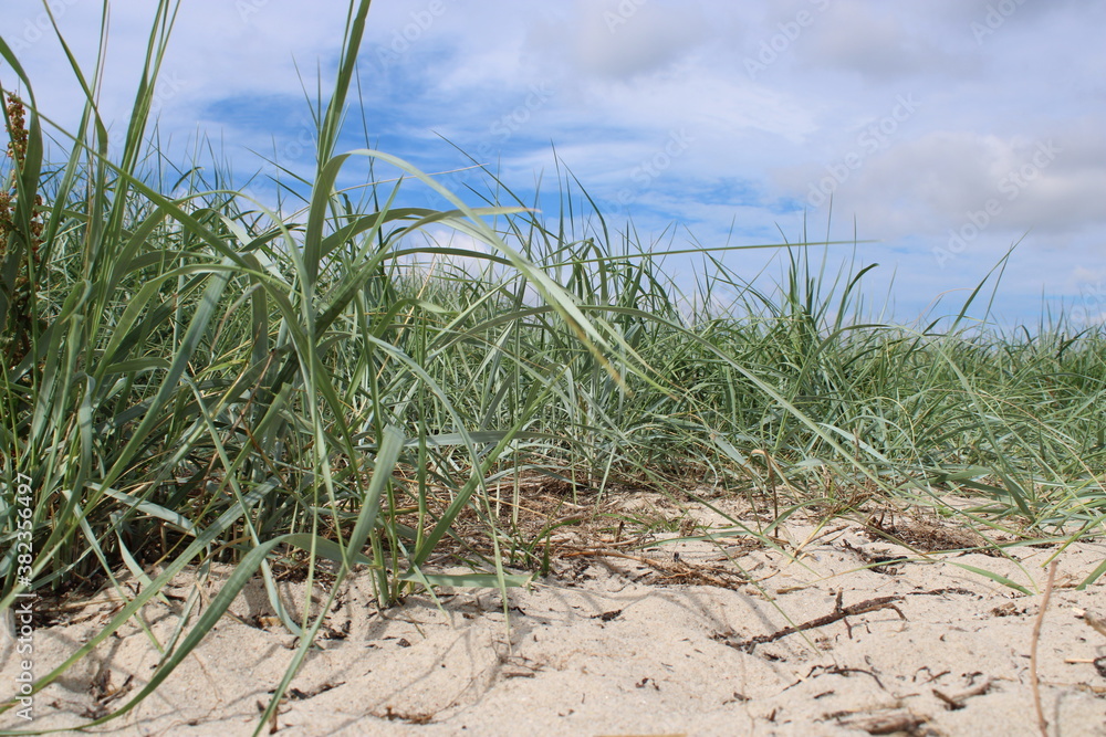 Natural coast protection on the dunes Natural coast protection on the dunes