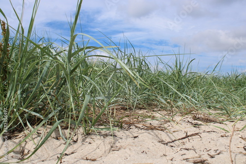 Natural coast protection on the dunes 