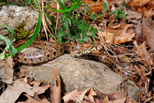 Leopard snake from Greece / Leopardnatter (Zamenis situla) aus Griechenland photo