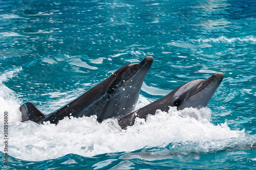 Wall Mural a pair of beautiful dolphins sail across the ocean on a summer day