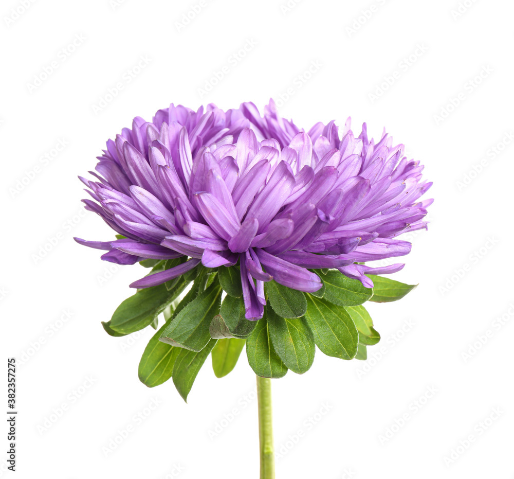 Beautiful bright aster flower on white background