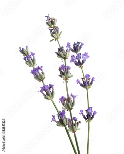 Beautiful lavender flowers on white background  closeup