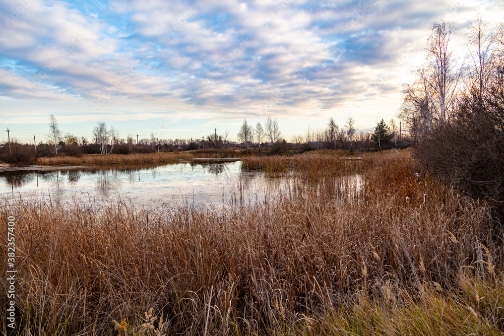 The lake is overgrown with reeds The lake is overgrown with reeds