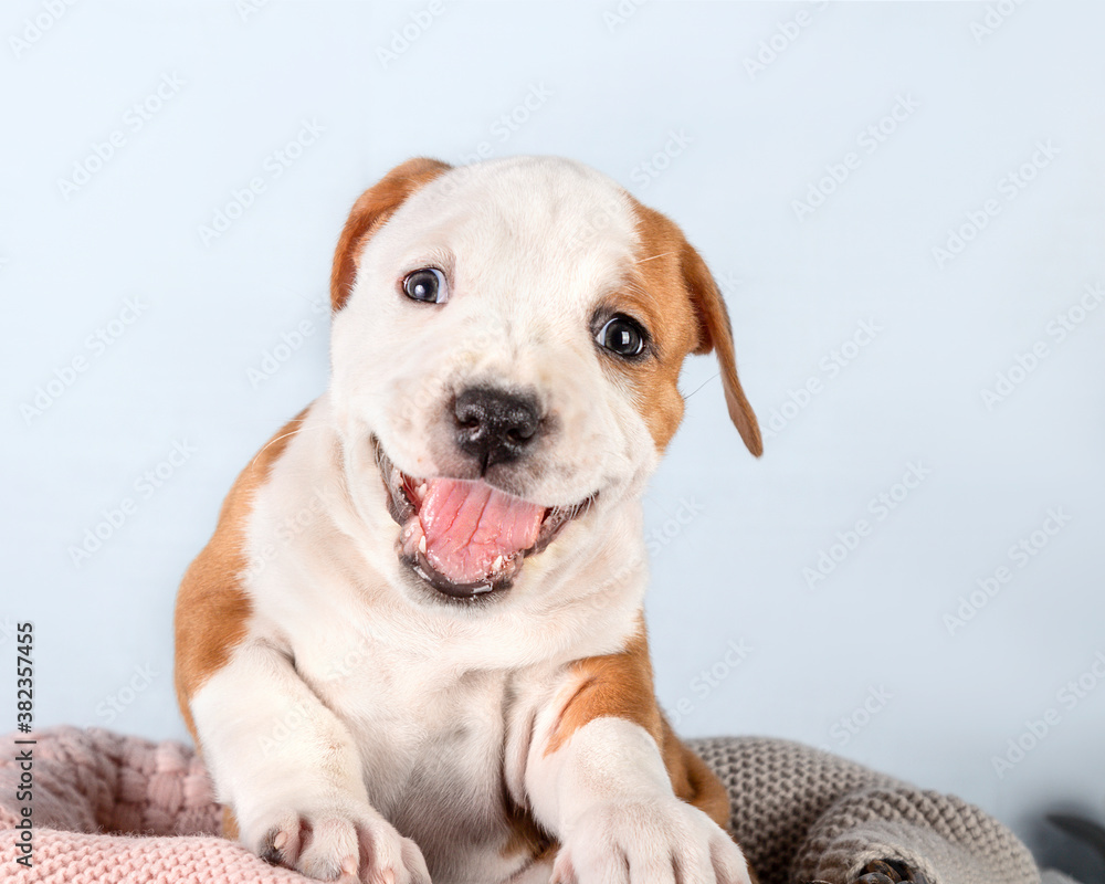 Funny cute puppy American Staffordshire Terrier sitting in basket on light blue background, close-up