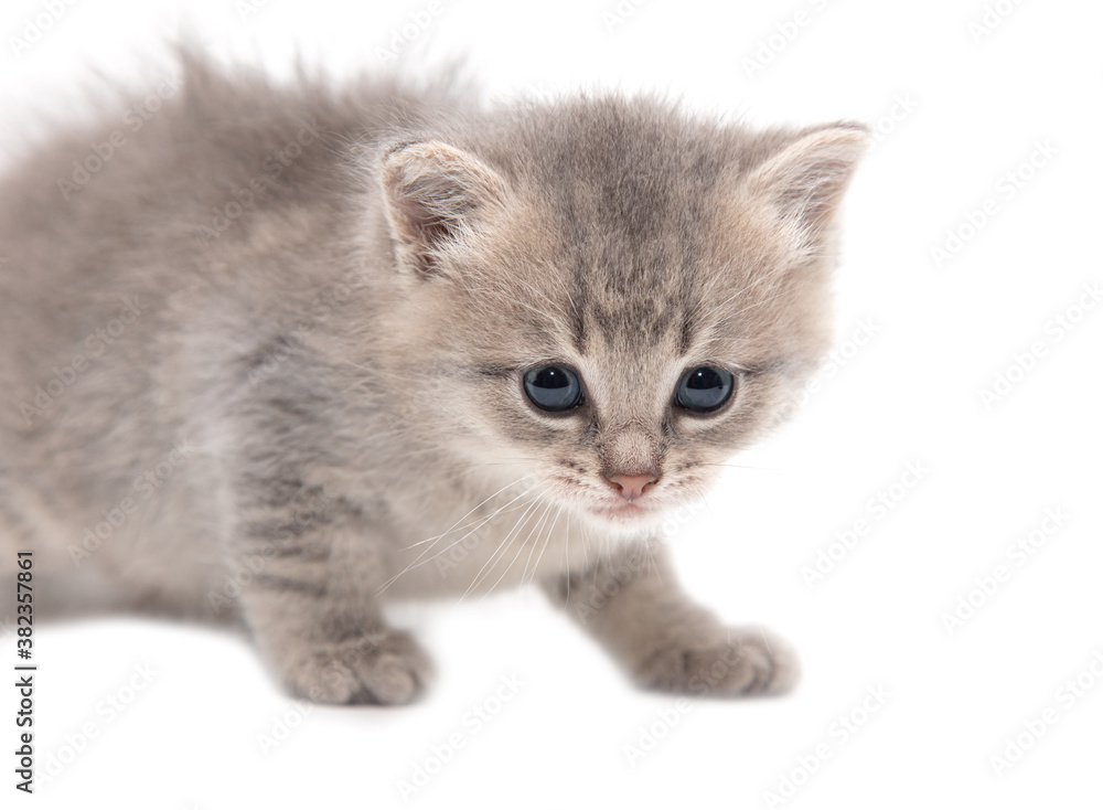 Portrait of a little kitten isolated on a white Portrait of a little kitten isolated on a white