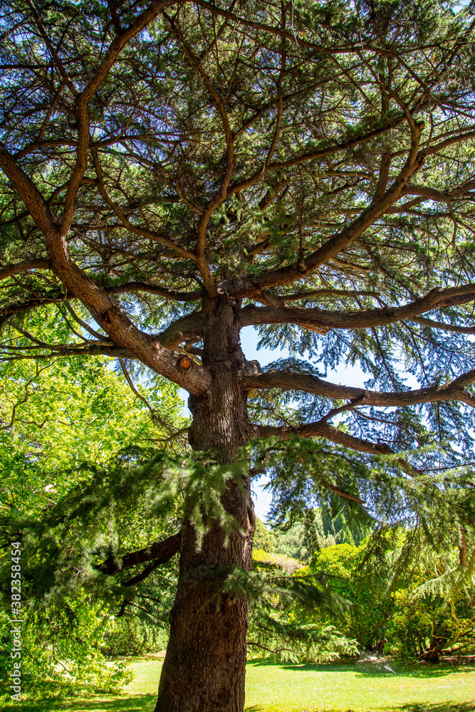 Coniferous tree in the park.