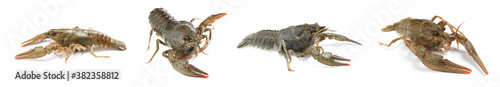 Set of fresh crayfishes on white background. Banner design