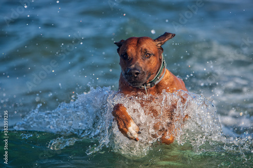 Active athletic dog rhodesian ridgeback running at the sea