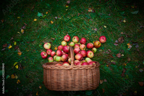 Apple harvest background  wicker basket on green wet grass after rain. Spilled apples from a basket lying on the grass