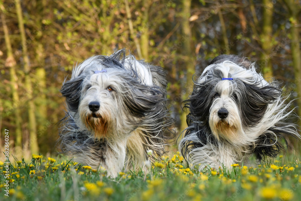 Bearded collies are running in dandelions. He is so patient dog. Bearded collies are running in dandelions. He is so patient dog.