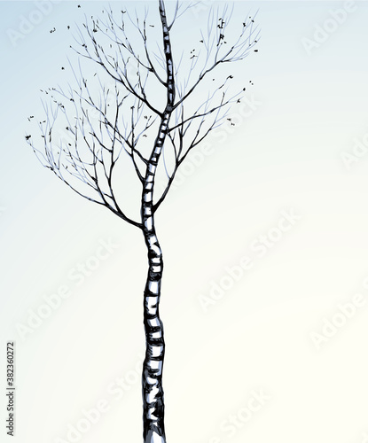 Birch. Vector drawing black pattern