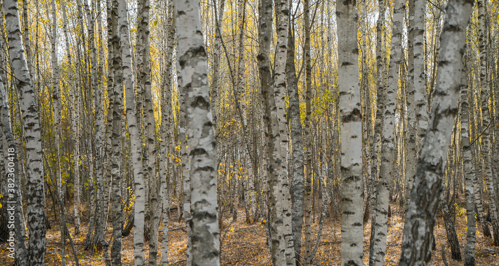 Fototapeta premium rare autumn foliage peeks out from behind the trunks of birch trees