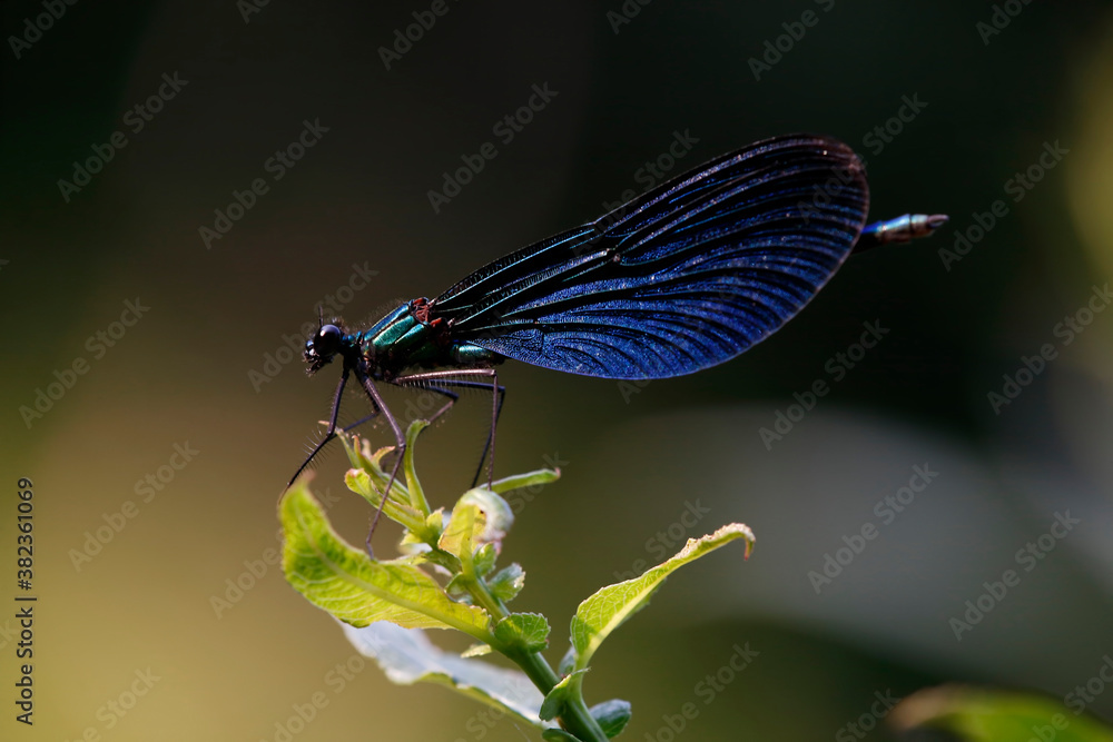 Beautiful dragonfly. Libellula depressa. Insects close up. Beautiful dragonfly. Libellula depressa. Insects close up.