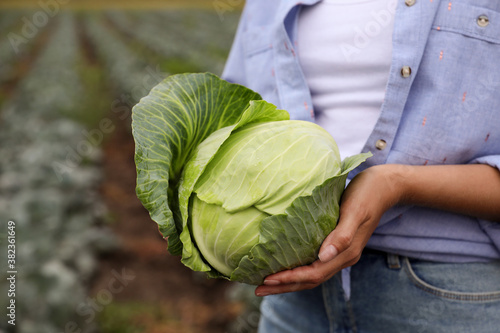 Farmer with green cabbage in field, closeup view. Harvesting time