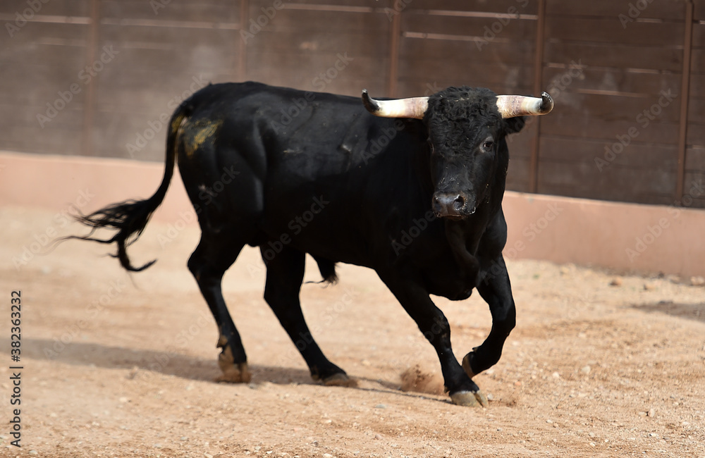 toro español en una corrida de toros toro español en una corrida de toros