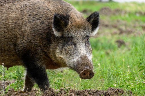 Adult wild boar sow (Sus scrofa) buries in the ground