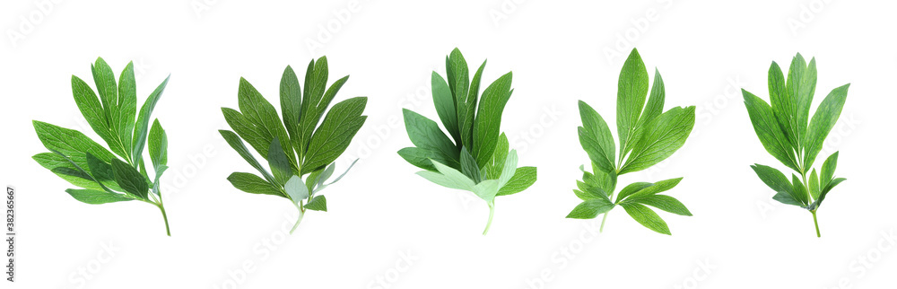 Set of green peony leaves on white background. Banner design