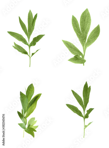 Set of green peony leaves on white background