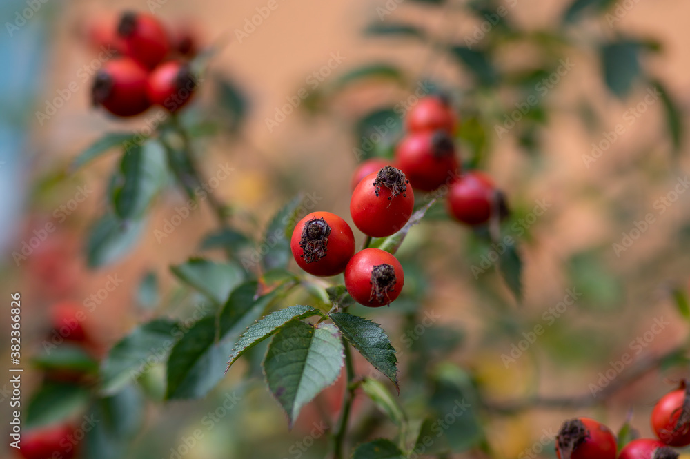 Obraz premium Ripened rose hips on shrub branches, red healthy fruits of Rosa canina plant, late autumn harvest
