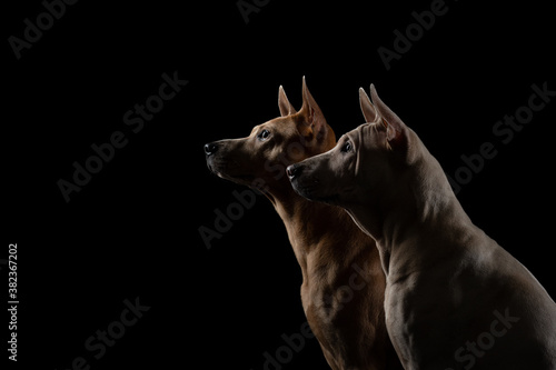two dogs on a black background. Thai ridback puppy and adult together