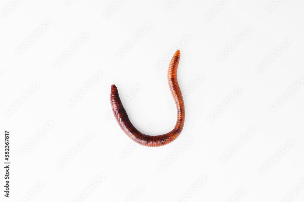ringed rainworm on white ringed rainworm on white