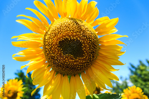 Fototapeta Naklejka Na Ścianę i Meble -  bright yellow blooming sunflowers, blooming field against a bright blue sky