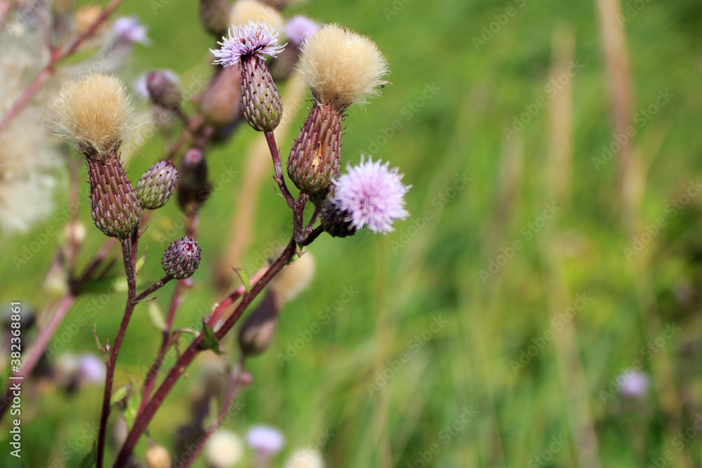 Purple fluffy wildflowers with blurred nature background. Purple fluffy wildflowers with blurred nature background.