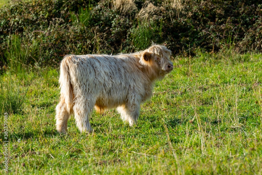 portrait of higland veal in pasture portrait of higland veal in pasture