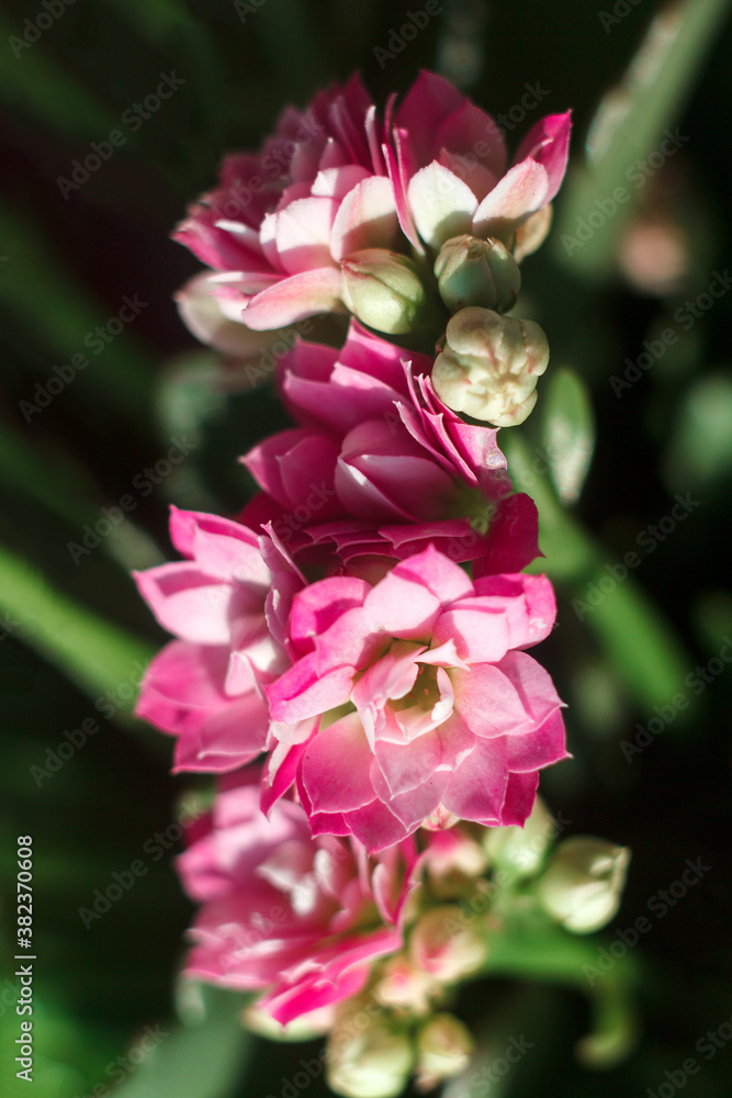 Fototapeta premium Blurred background with macro elements - pink Kalanchoe flowers and green leaves. Beautiful macro texture, pattern closeup. Soft selective focus. background for greeting card