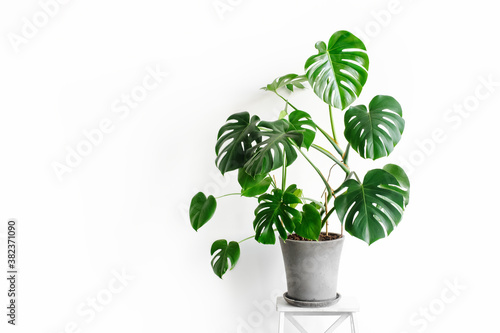 Monstera deliciosa or Swiss cheese plant in a gray concrete flower pot stands on a white pedestal on a white background. Hipster scandinavian style room interior. Empty white wall and copy space. photo
