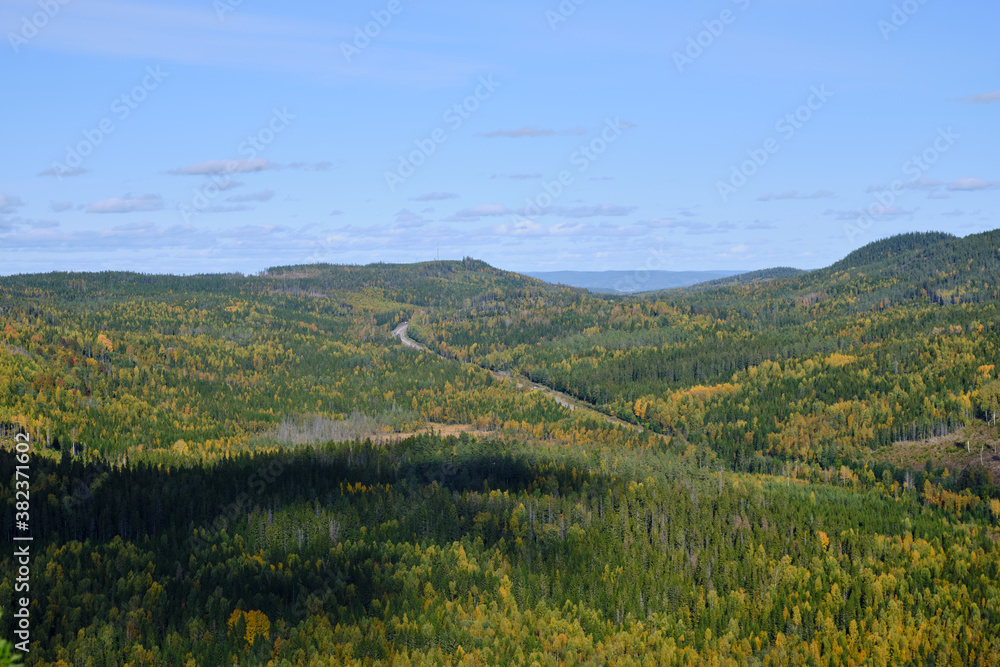 Fototapeta premium high View of a road that goes through the forest