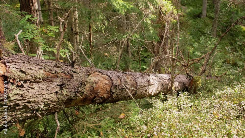 nature and environment concept - natural scene of pine forest or woods nature and environment concept - natural scene of pine forest or woods