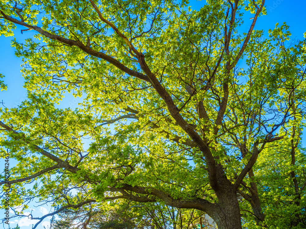 Obraz premium Low angle view of canopy