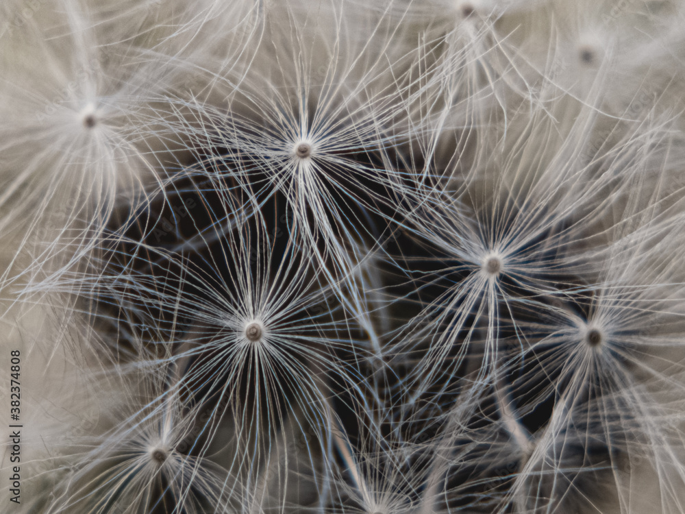 Close up of dandelion seed head Close up of dandelion seed head