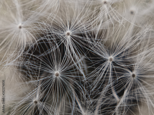 Close up of dandelion seed head